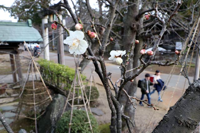 本成寺で数輪が咲いた白梅