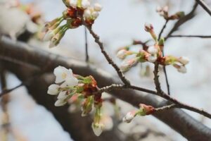 弥彦の早咲きヒガンザクラ開花宣言