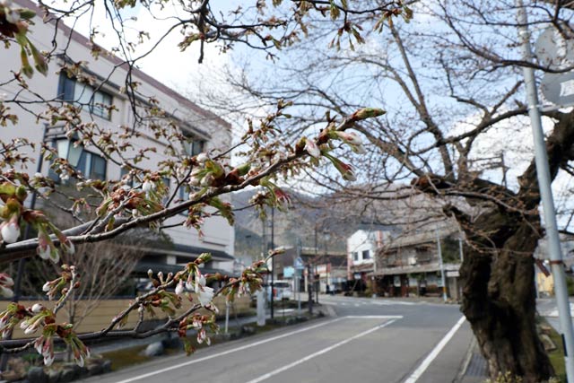 開花した弥彦・停車場通りのヒガンザクラ