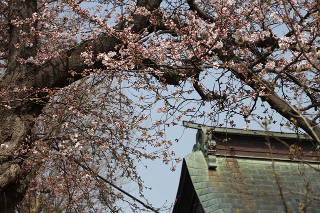 燕市・金山神社のサクラはすでに一分咲きから三分咲き