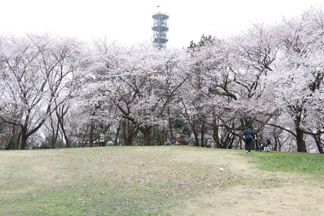 鳥屋野潟公園のサクラ