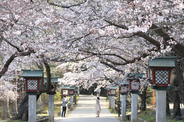31日の弥彦公園のサクラはほぼ満開