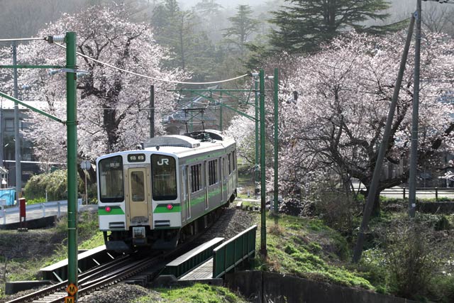 サクラに吸い込まれるように弥彦駅に滑り込む電車