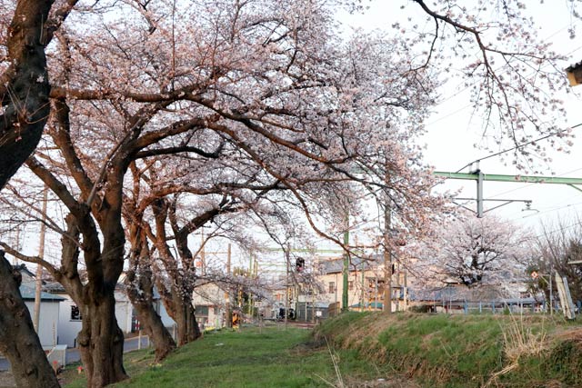 分水駅のサクラ