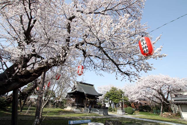 燕市・金山神社のサクラも満開