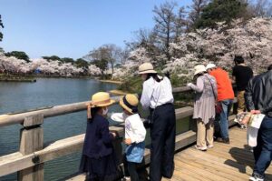 さくらロードのライトアップ復活の高田城址公園観桜会 花見日和に大勢の人出