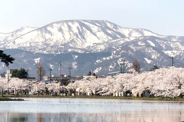 第96回高田城址公園観桜会