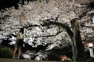 弥彦公園の桜のライトアップ