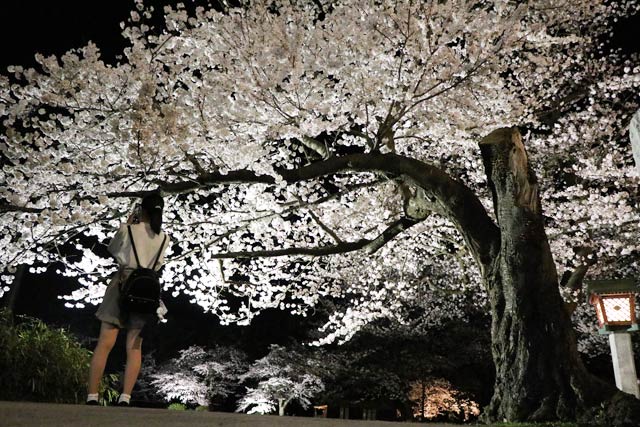 弥彦公園の桜のライトアップ