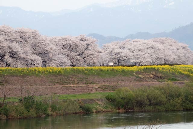 新潟市北区の加治川の桜