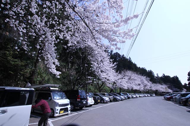 国上山中腹のビジターセンター前の桜