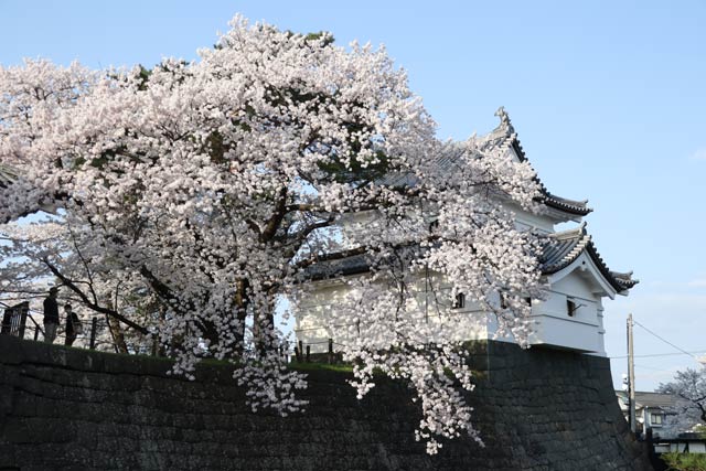 新発田市・新発田城址の桜