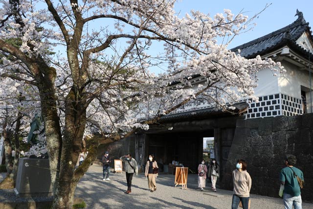 新発田市・新発田城址の桜