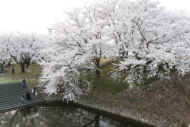 新潟市北区・加治川治水記念公園の桜