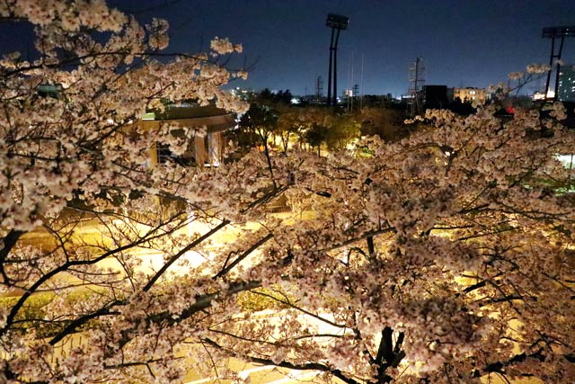新潟市・新潟県民会館周辺の桜