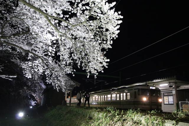 分水駅の桜並木のライトアップ