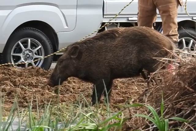 三条市西大崎1での捕獲作業を逃れたイノシシ