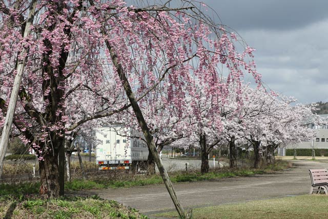5日の三条市総合運動公園の桜