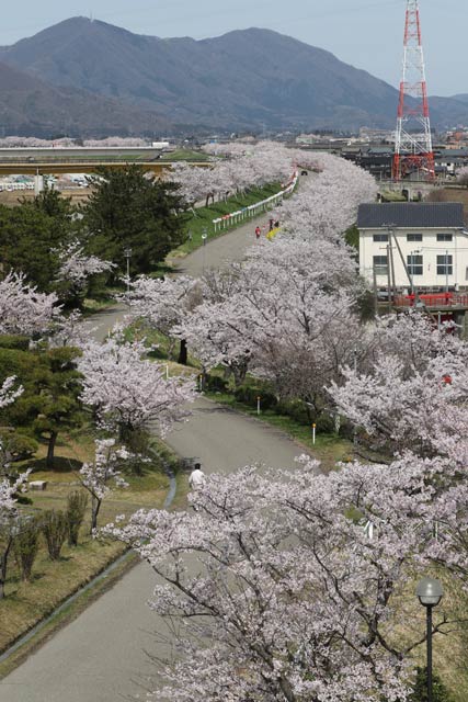 6日に信濃川大河津資料館屋上から見る大河津分水桜並木