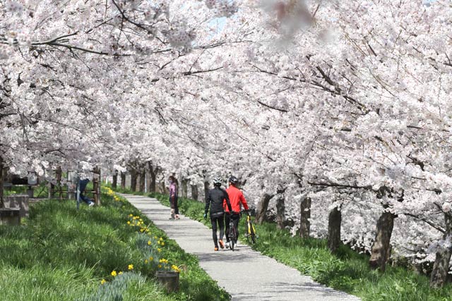 6日に大河津分水桜並木の桜のアーチ