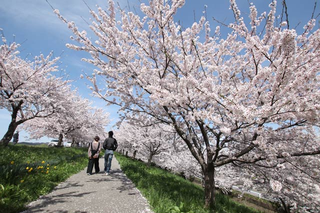 6日に大河津分水桜並木の桜のアーチ