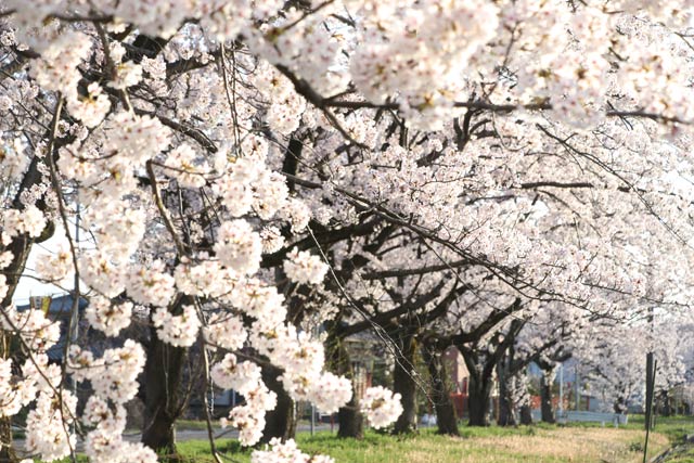 5日の燕市・川前桜公園の桜並木