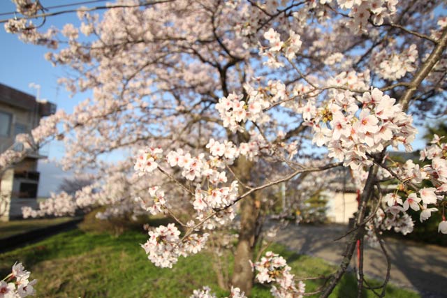 5日の燕市・川前桜公園の桜並木