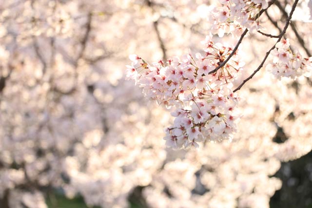 5日の燕市・川前桜公園の桜並木