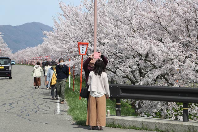 6日の大河津分水桜並木