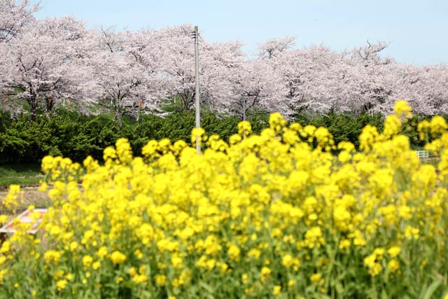 6日の大河津分水桜並木と菜の花のコントラスト