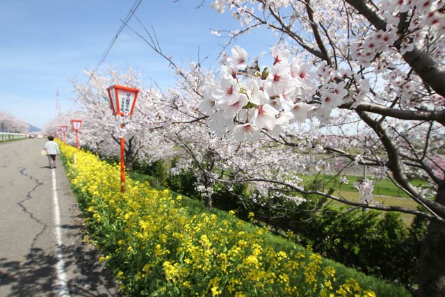 5日の三条市総合運動公園の桜