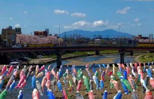 2年ぶりに加茂川上空をこいのぼりが泳ぐ
