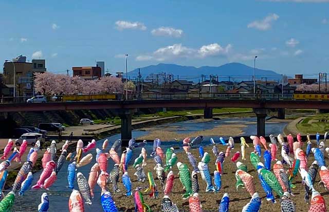 7日に設置が完了して加茂川上空を泳ぐこいのぼり 