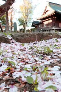 9日の三条は最高気温10.0度と冷え込む