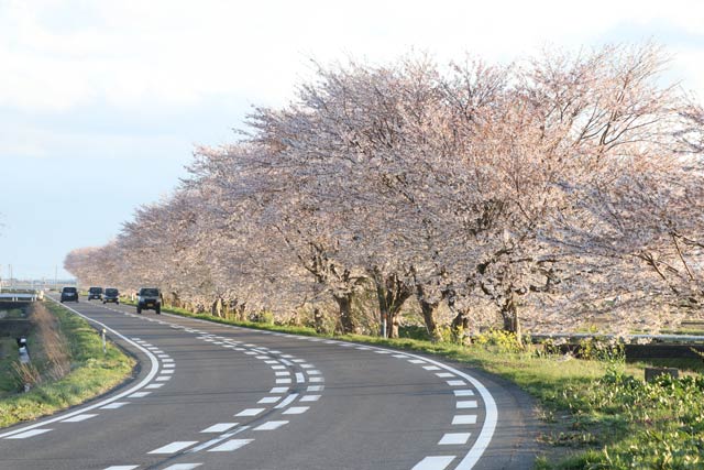 弥彦村の御神田川の桜並木