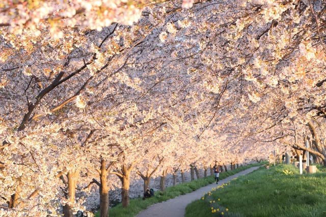 燕市・大河津分水の桜並木