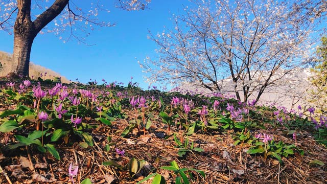 北五百川の棚田で群生するカタクリが満開