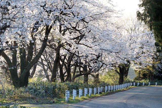 三条市院内地内の桜並木は散り始め