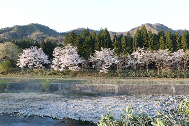 三条市院内地内の桜並木を五十嵐川をはさんで対岸から