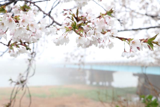 15日午前6時半ごろの濃霧のなか、燕橋たもとのまだ七分咲きていどに見える桜