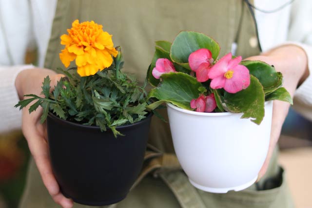 毎日アンケートに答えた先着50人にどちらかプレゼントしているマリーゴールドとベゴニアの花苗