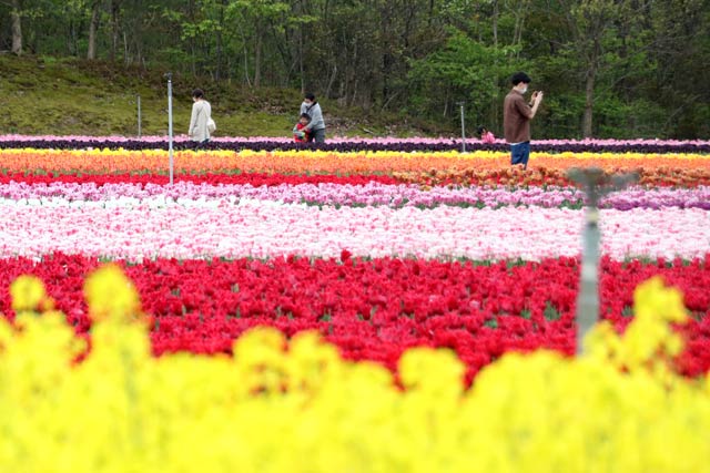 胎内市チューリップフェスティバル
