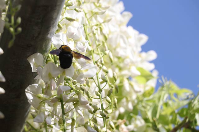 フジの蜜を求めて飛ぶハチ