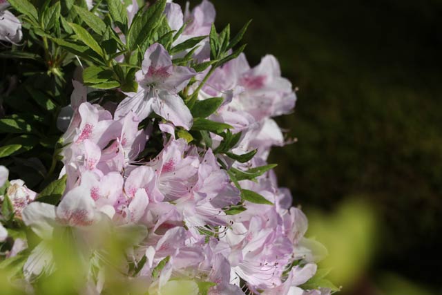 境内ではツツジの花も咲く