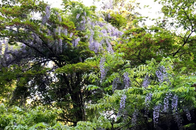フジの花