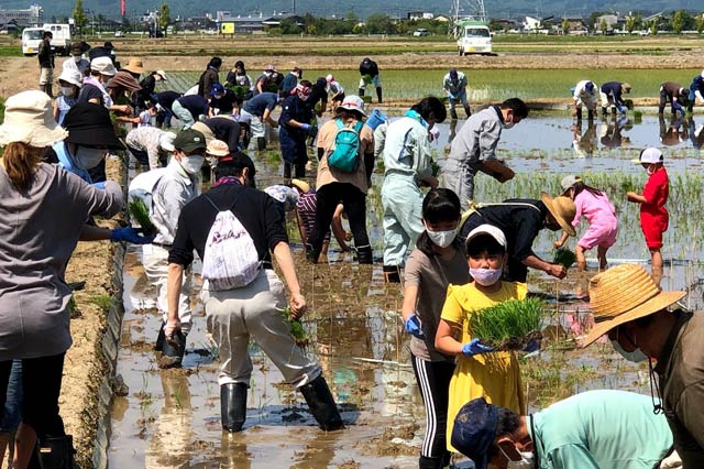 15日行われた2年ぶりの田んぼアートの田植え