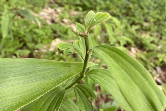 花が付け根から無くなっているヒメサユリ