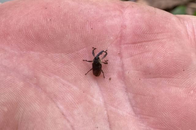 現地調査で発見したゾウムシ