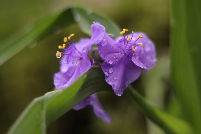 19日に燕市で撮影した雨にぬれてしぼみかけたムラサキツユクサの花