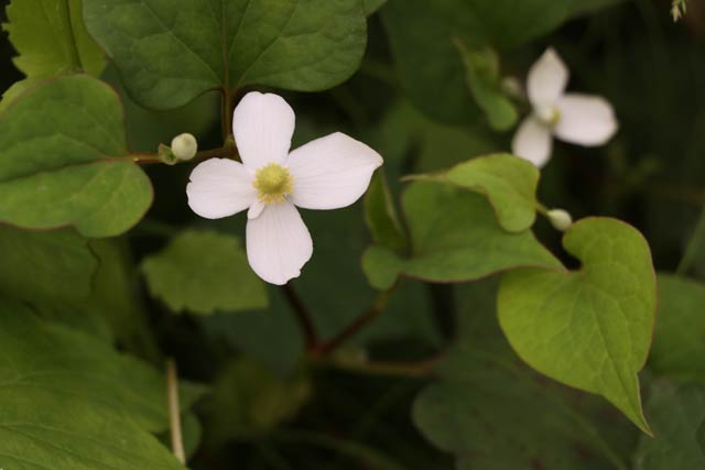 ドクダミの花が咲いている（3日午後3時半ごろ燕市で撮影）